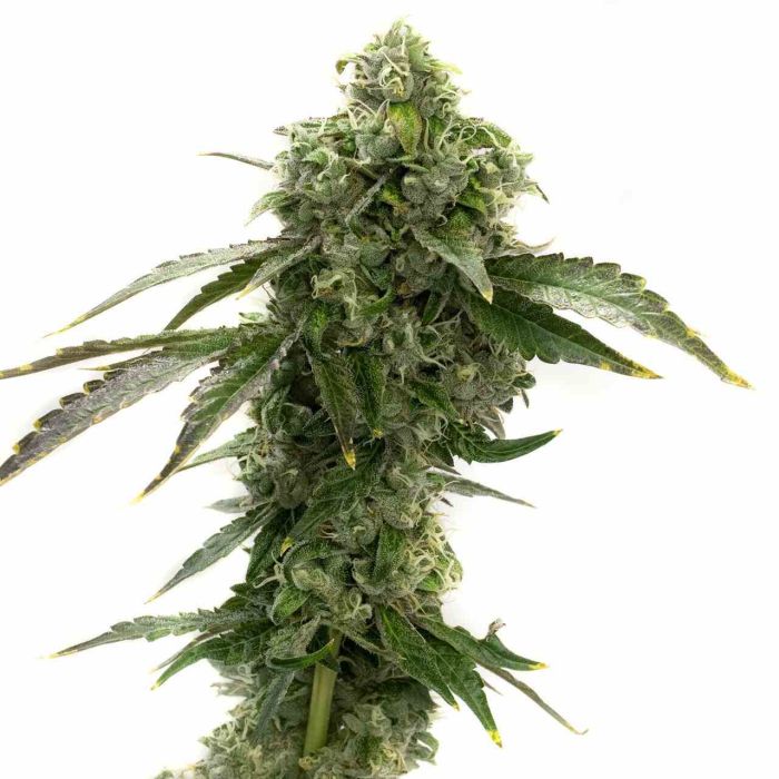 Blue Dream Fem