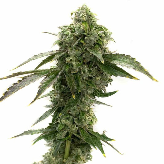 Blue Dream Fem