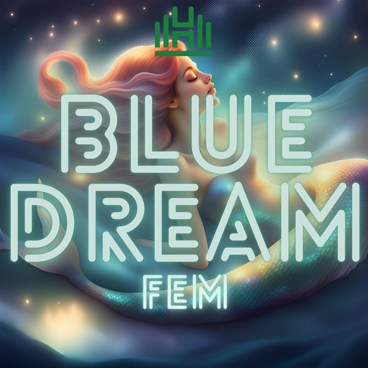 Blue Dream Fem
