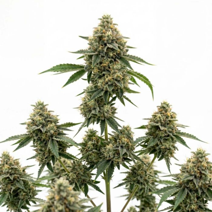 White Widow Auto 4-Pack Premium Hemp Seeds | Botanical Collectible